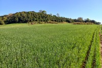 Terra a Venda com 3 alqueires grande oportunidade