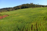 Terra a Venda com 3 alqueires grande oportunidade